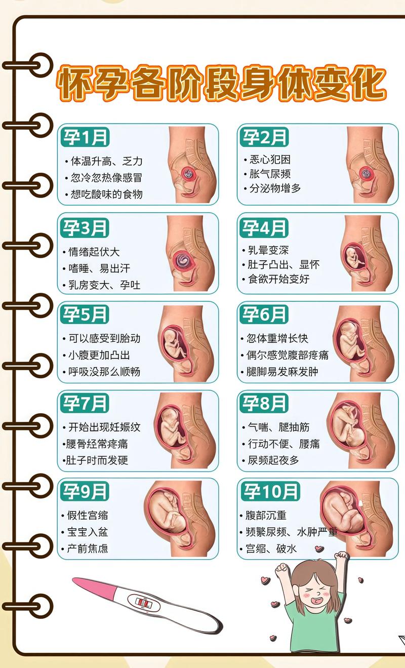 揭秘供卵代孕妈妈怀孕小腹分两节，孕期变化的奥秘林芝代生机构: